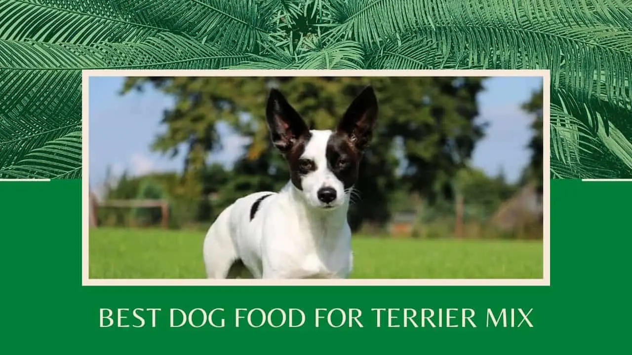 Best Dog Food for Terrier Mix