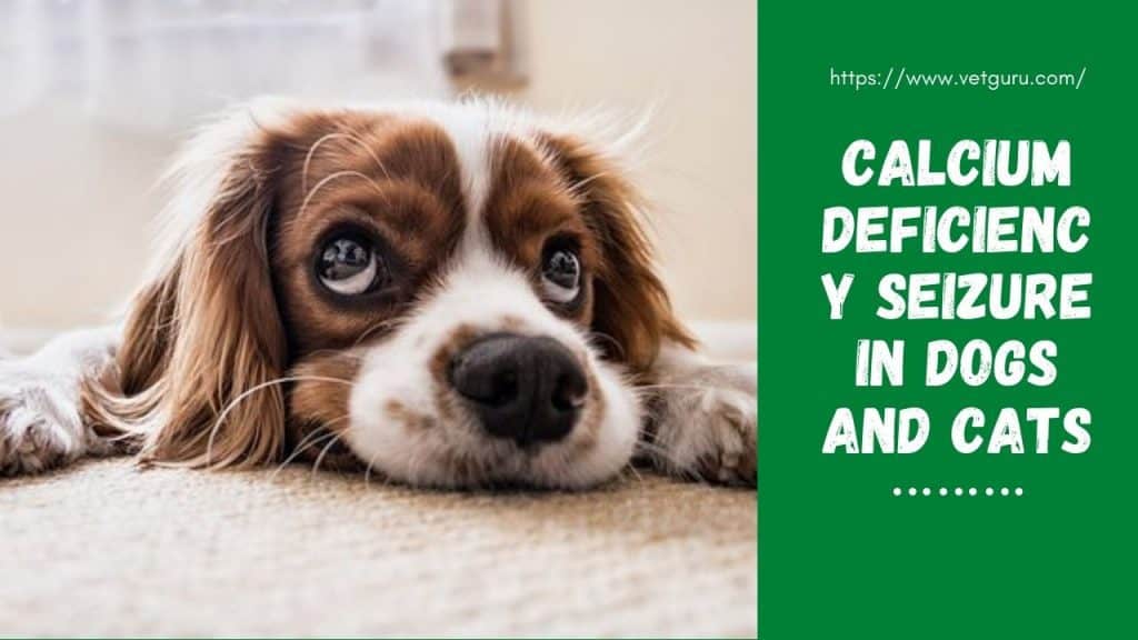 Calcium Deficiency Seizure in Dogs and Cats