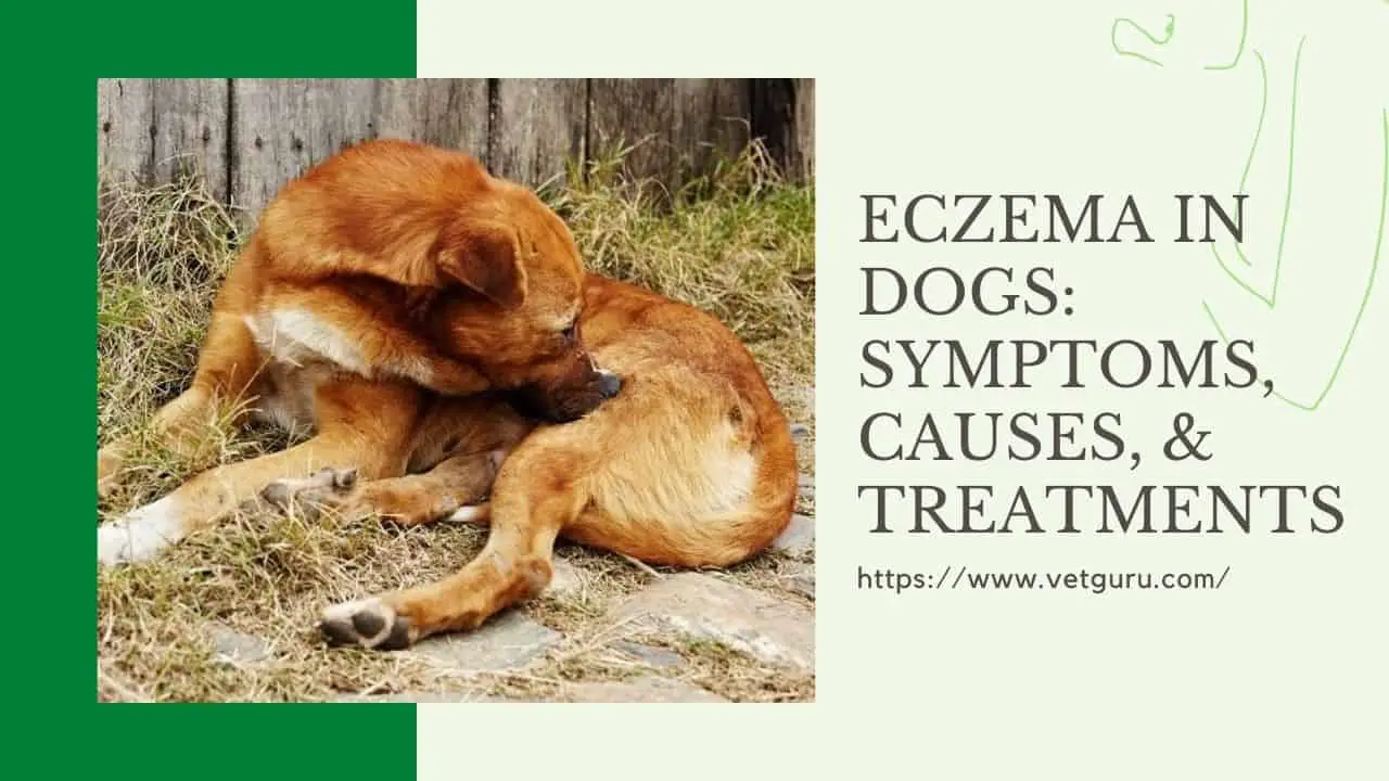 Eczema In Dogs