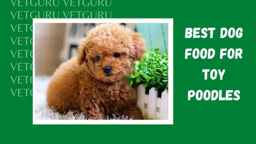 best food for toy poodle puppy