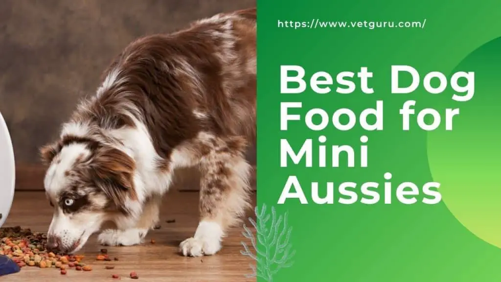 Best Dog Food for Mini Aussies [Reviewed in 2021]