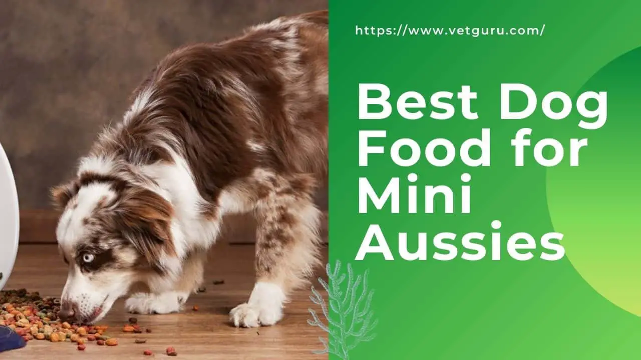 Best Dog Food for Mini Aussies