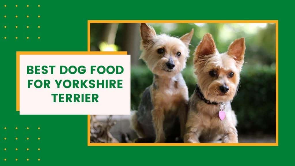 Best Dog Food for Yorkshire Terrier of 2021