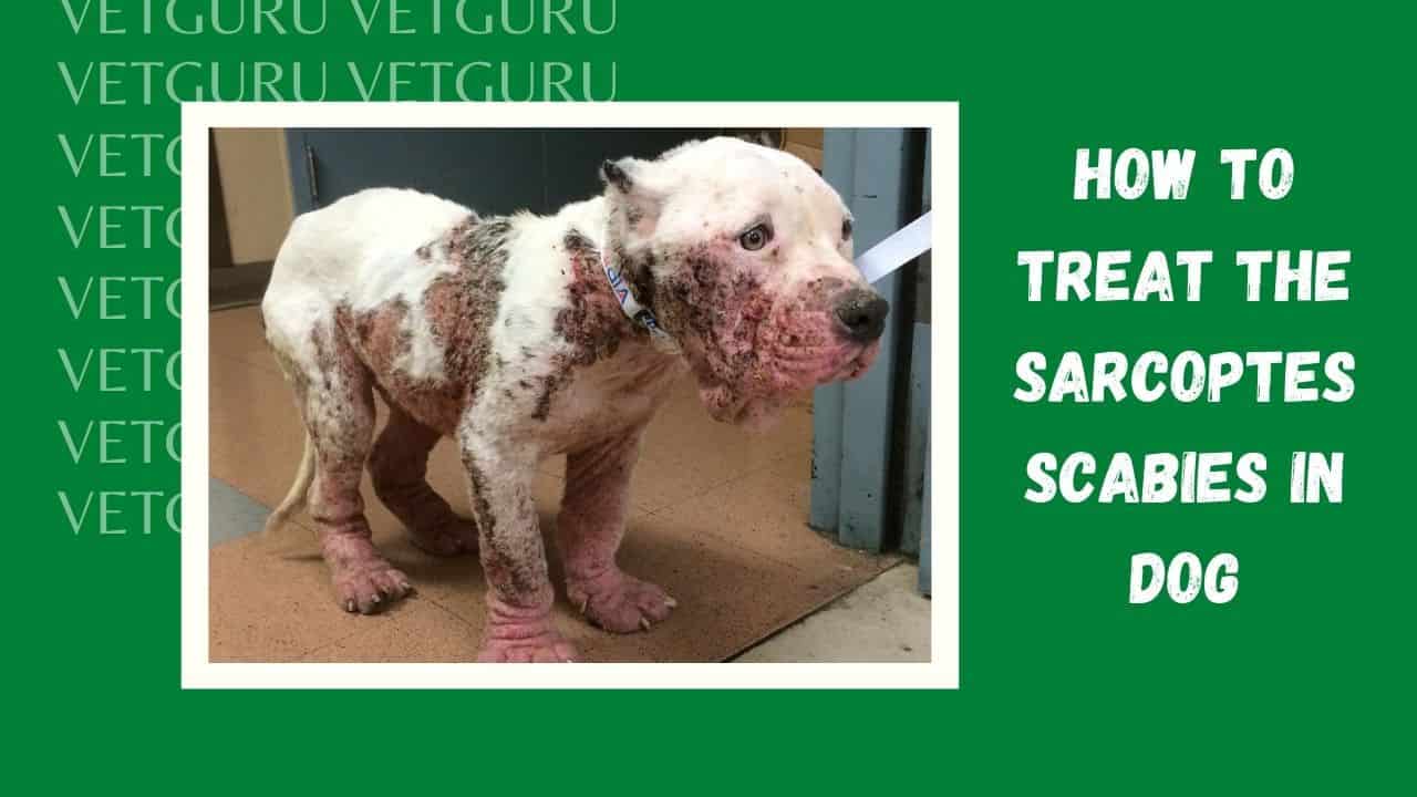 How to Treat the Sarcoptes Scabies in Dog (Sarcoptes Scabiei var Canis)