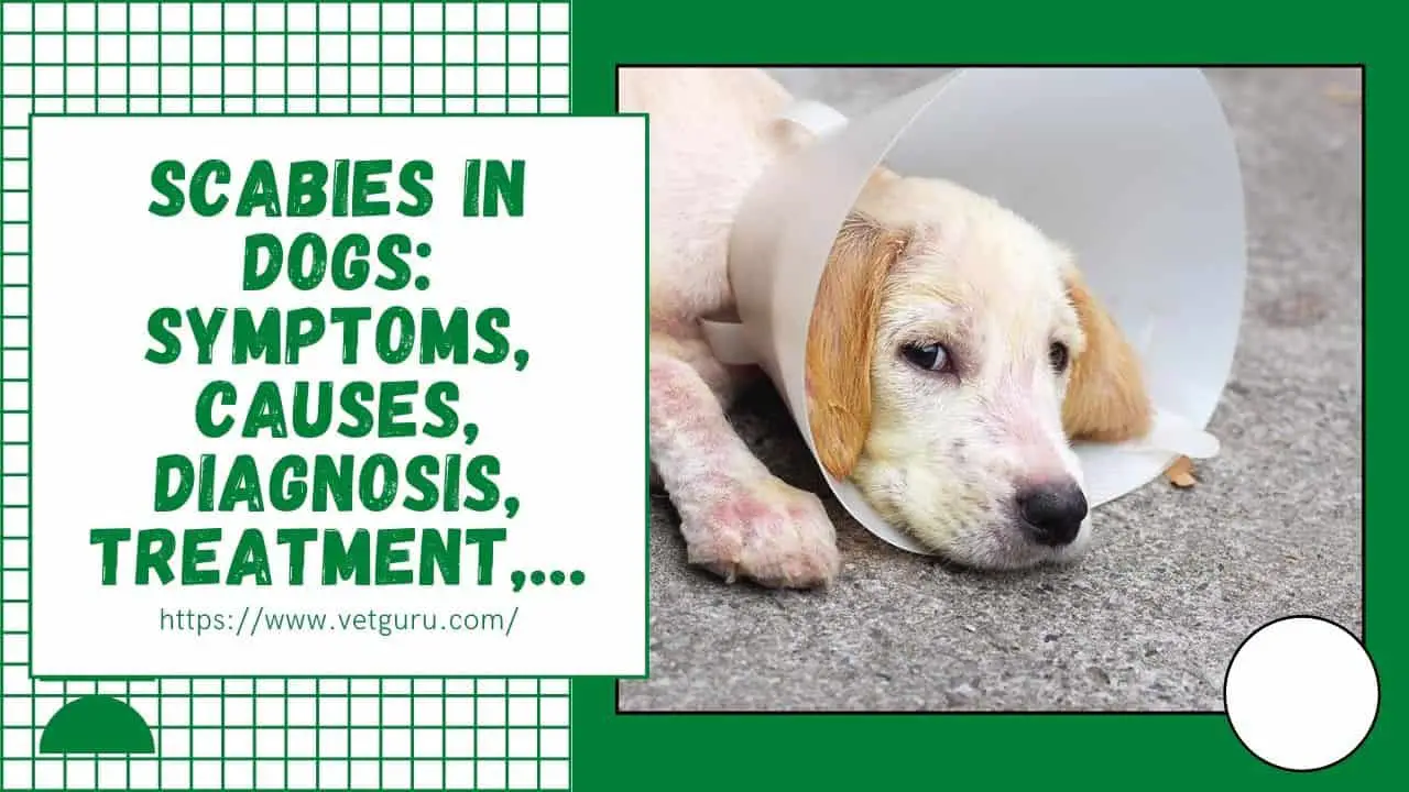 Scabies in Dogs