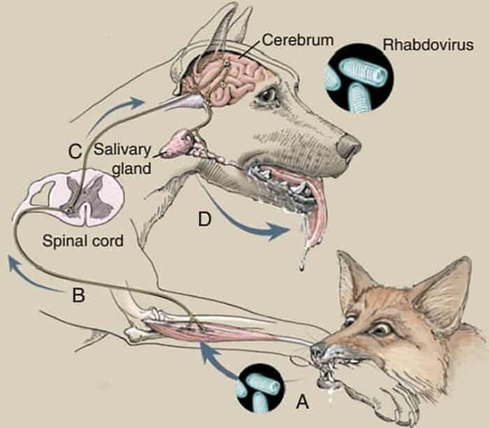 Rabies in Dogs and Cats Diagnose and Treatment