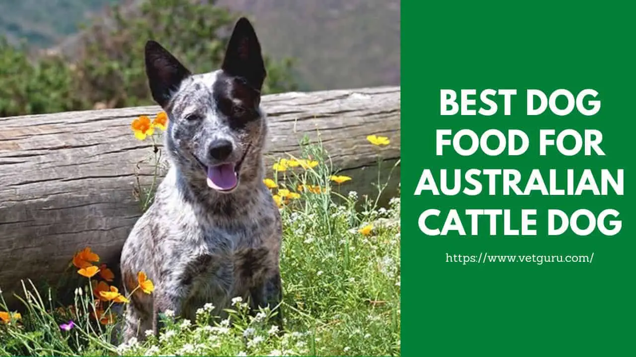 best dog food for australian cattle dog