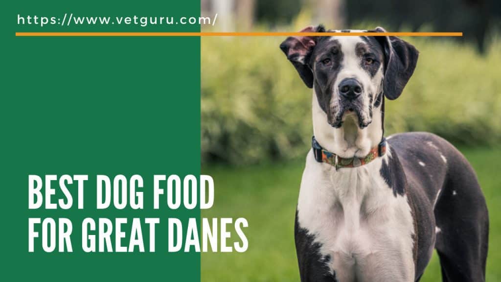 danes dog