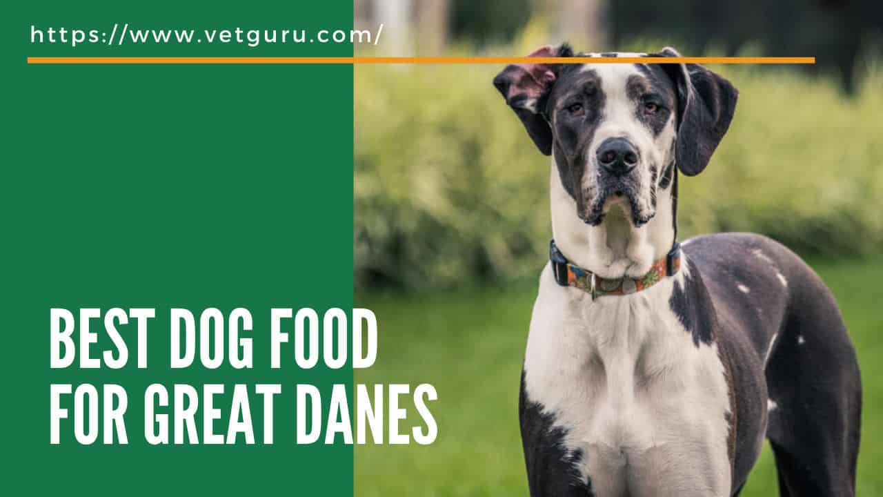 best dog food for great danes