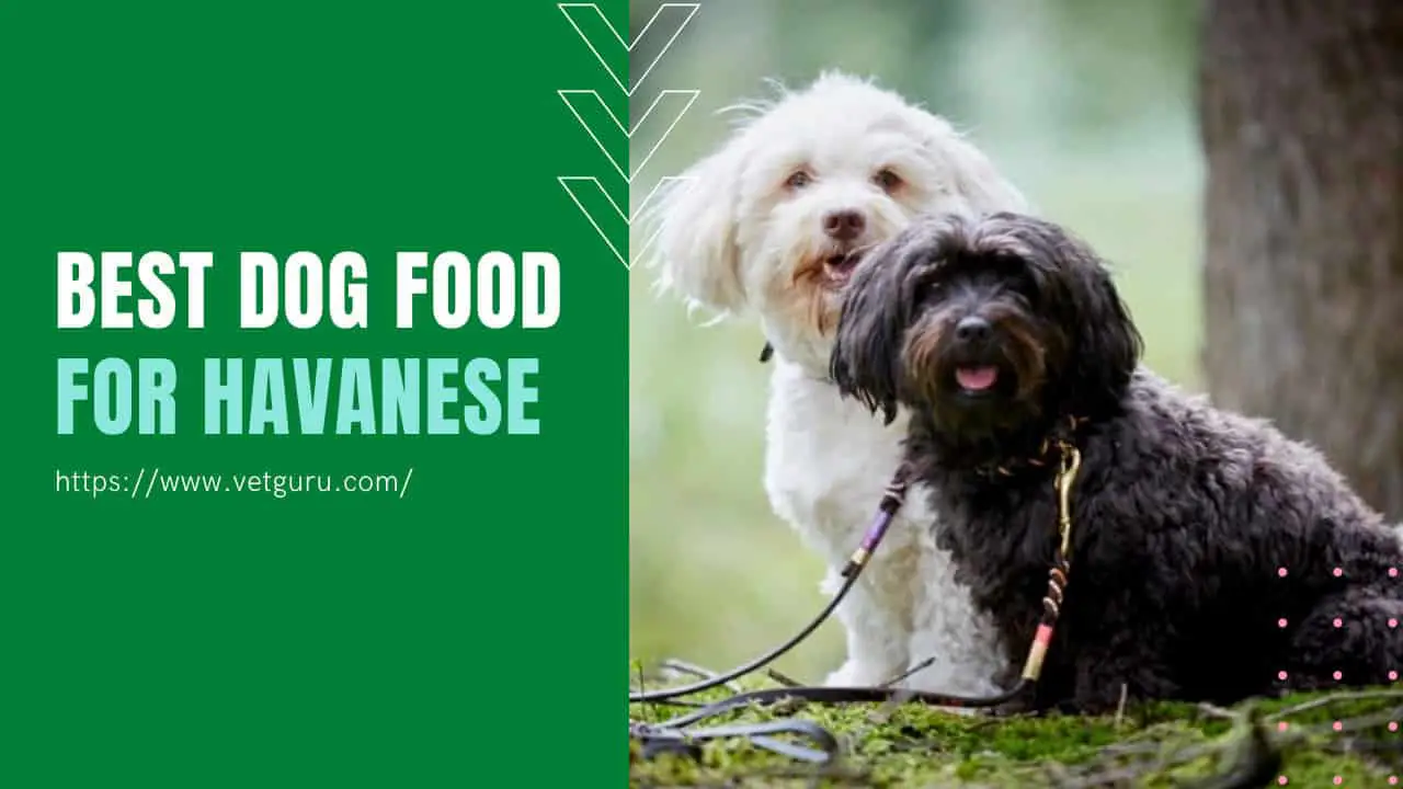 best dog food for havanese