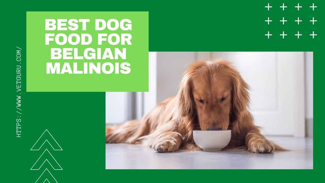 Best Dog Food for IBD [Reviewed 2021]