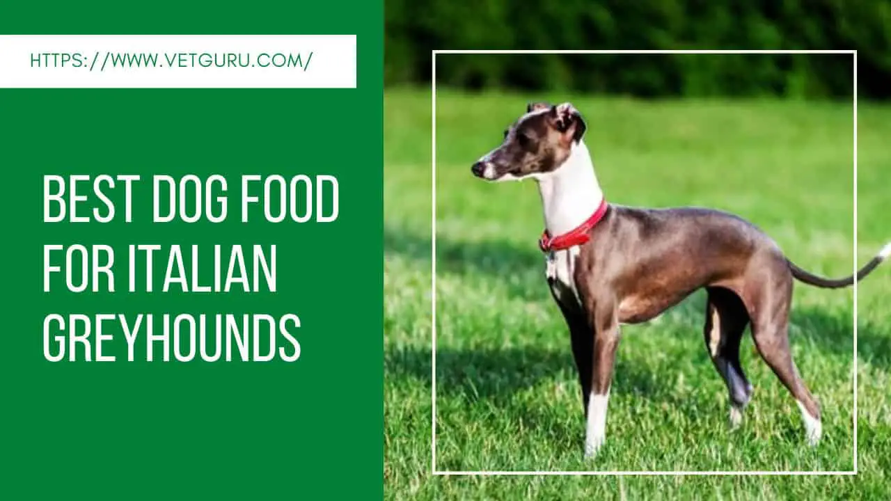 Best Dog Food for Italian Greyhounds