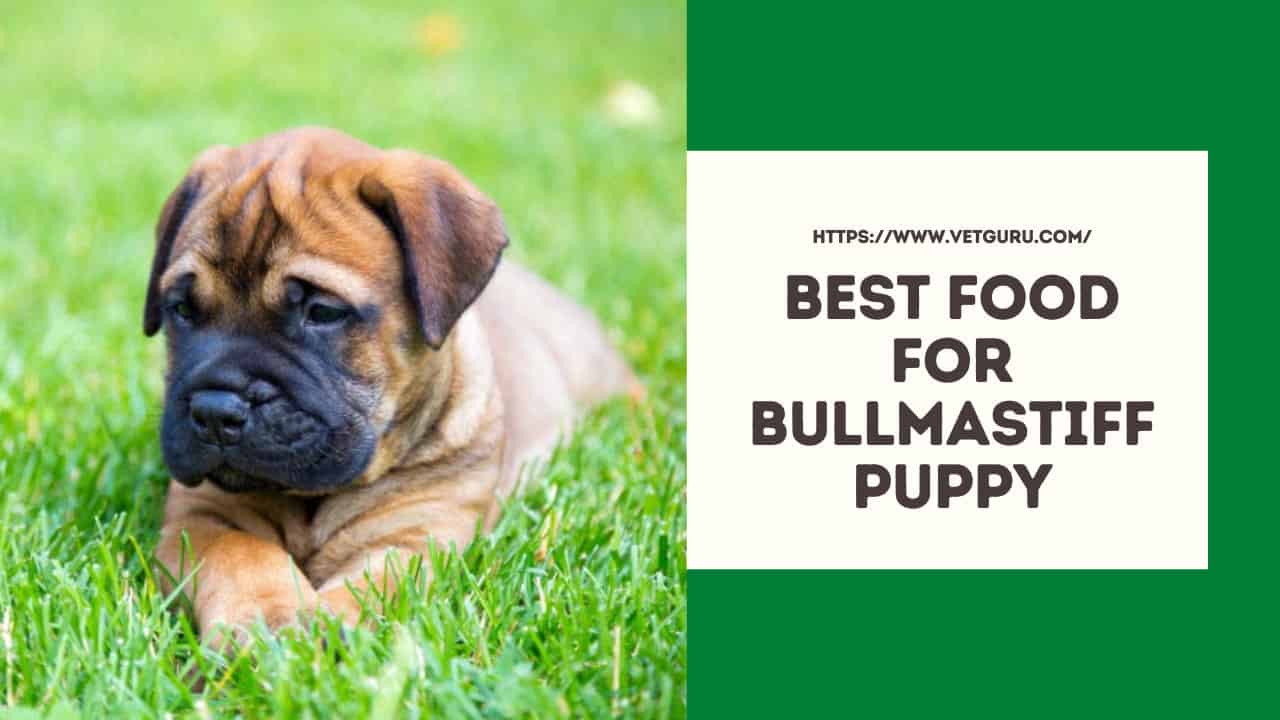 best food for bullmastiff puppy