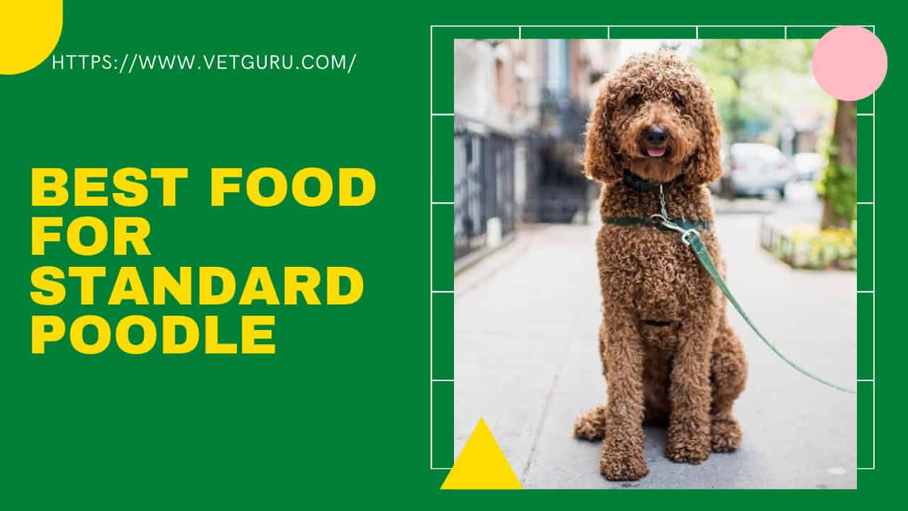 best food for standard poodle
