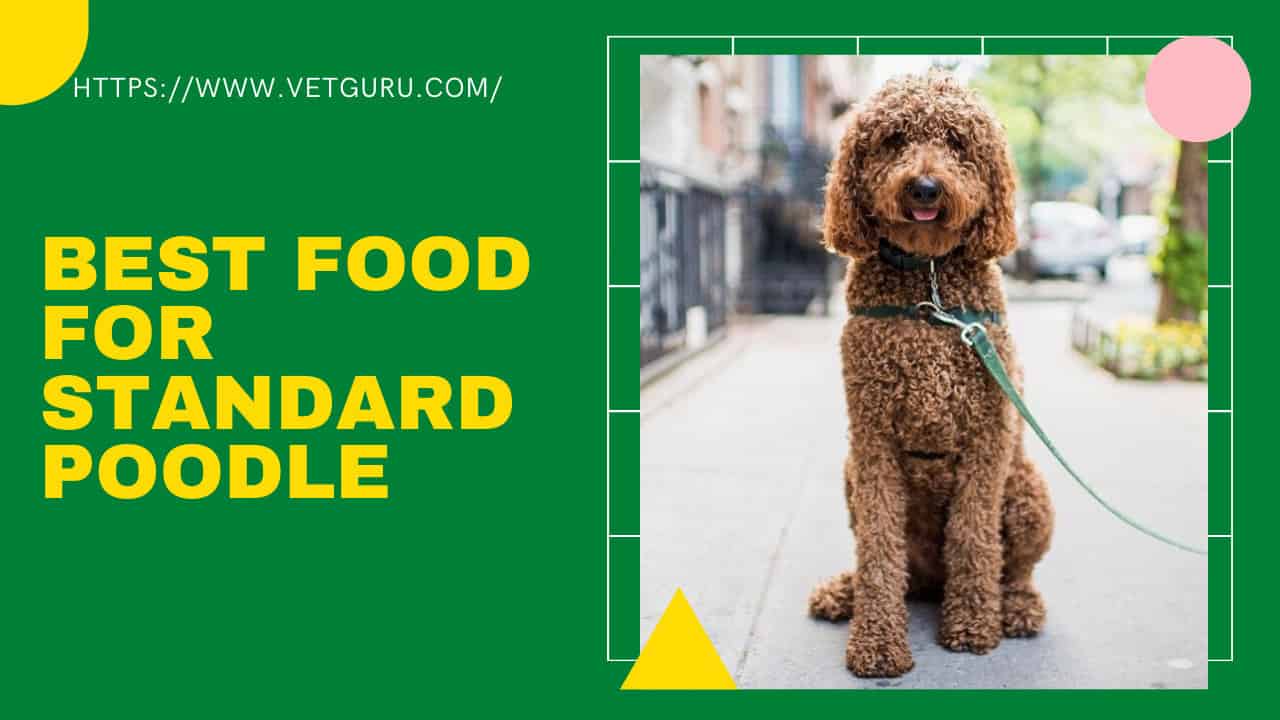 best food for standard poodles