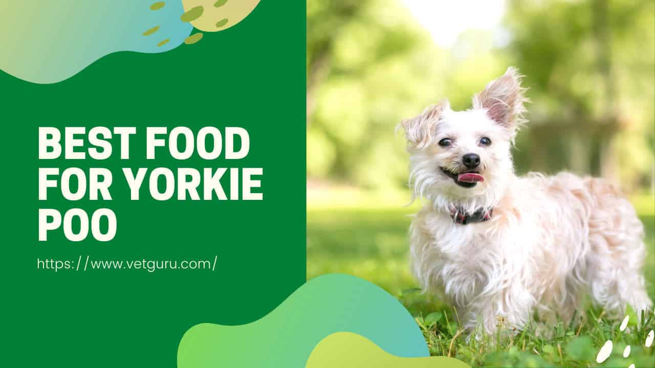 best food for yorkie poo