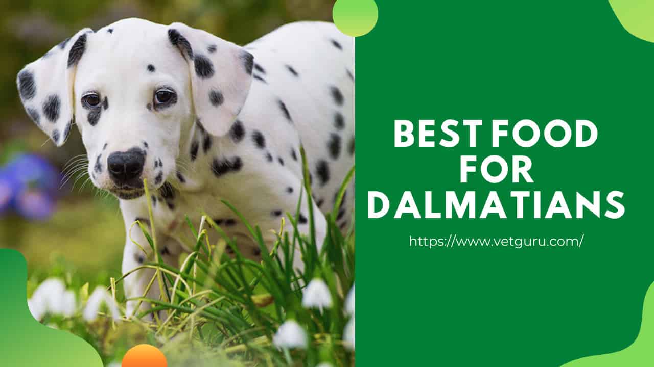 Best Food For Dalmatians