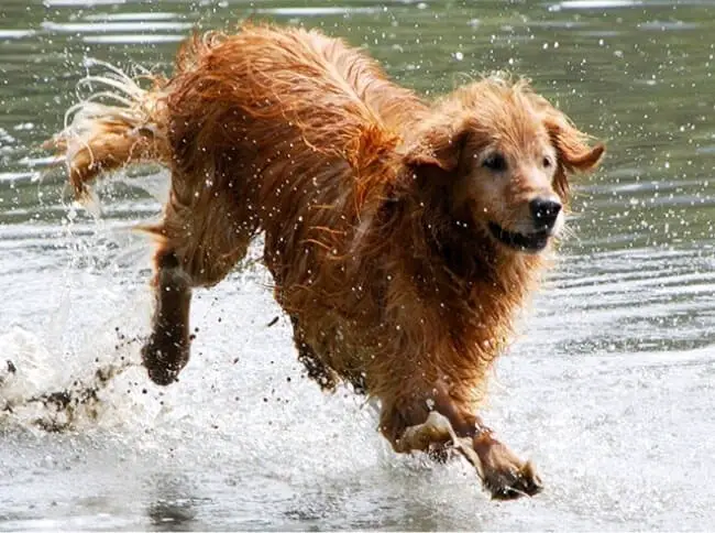 Bathing in dirty water causes eczema in dogs