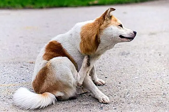 Dogs with Eczema are itchy