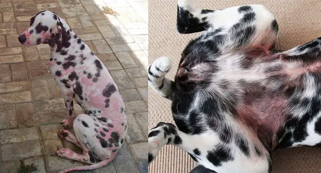 Red rash caused by Eczema in dogs