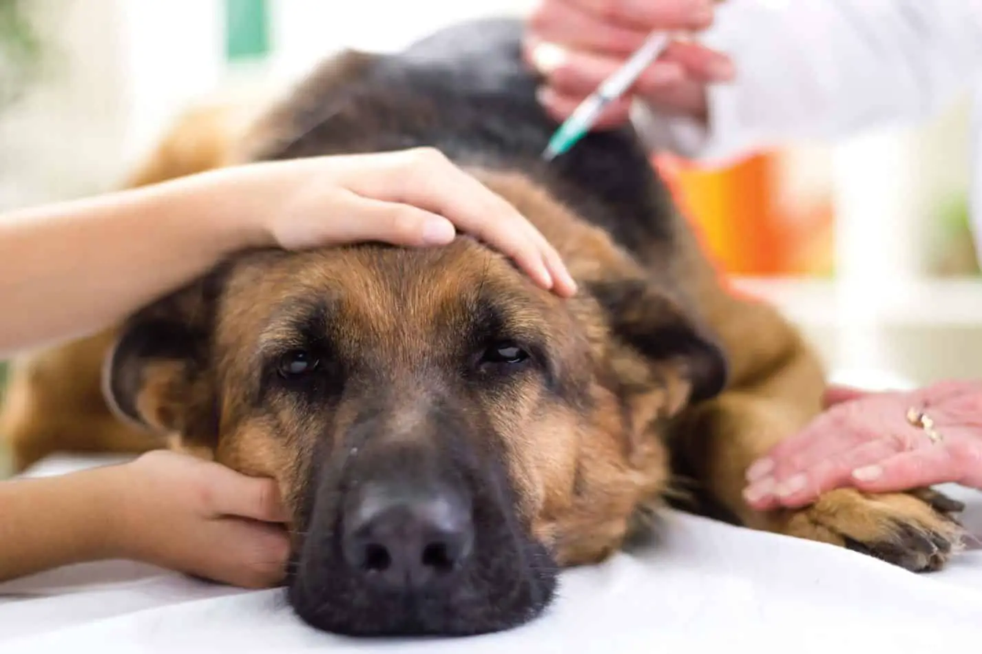 Kennel Cough in Dogs Symptoms and Treatment