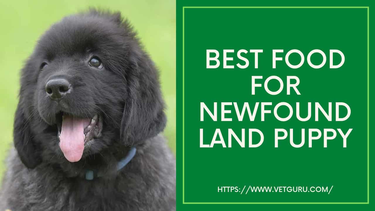 Best Food for Newfoundland Puppy [Reviewed in 2021]