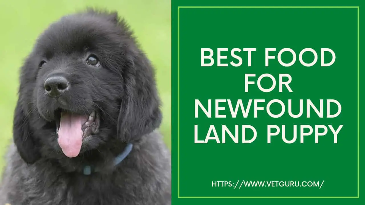 Best Food For Newfoundland Puppy Reviewed In 2021