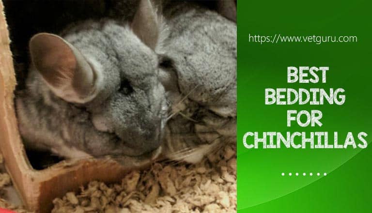 Bedding For Chinchillas