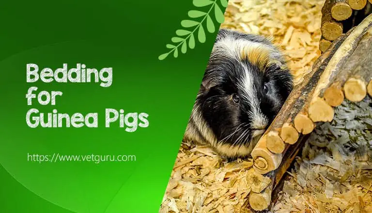 Bedding for Guinea Pigs