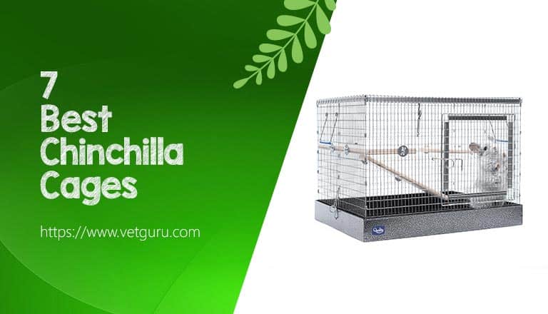 Best Chinchilla Cages