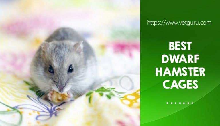 Best Dwarf Hamster Cages