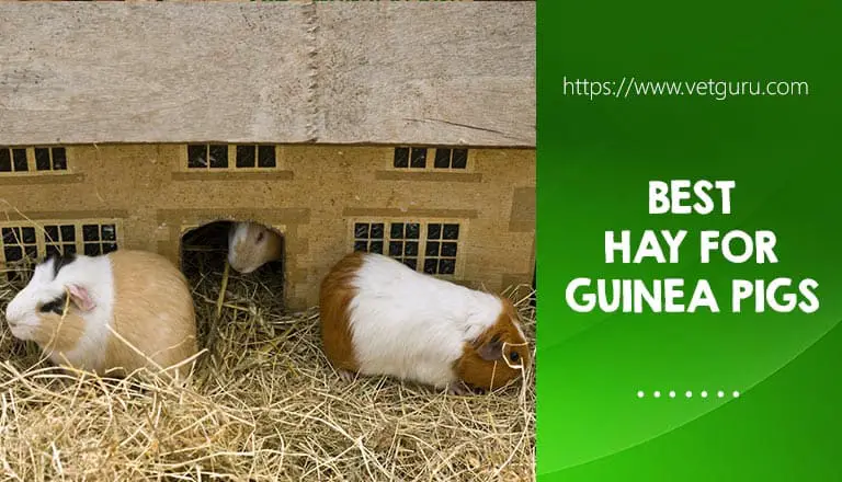 Hay for Guinea Pigs