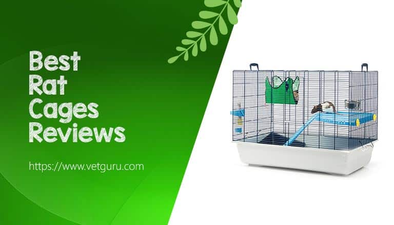 Best Rat Cages