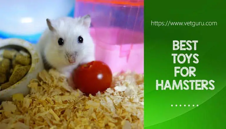 Best Toys For Hamsters