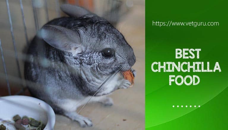 Best Chinchilla Food