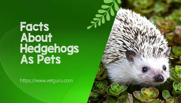 Facts About Hedgehogs As Pets