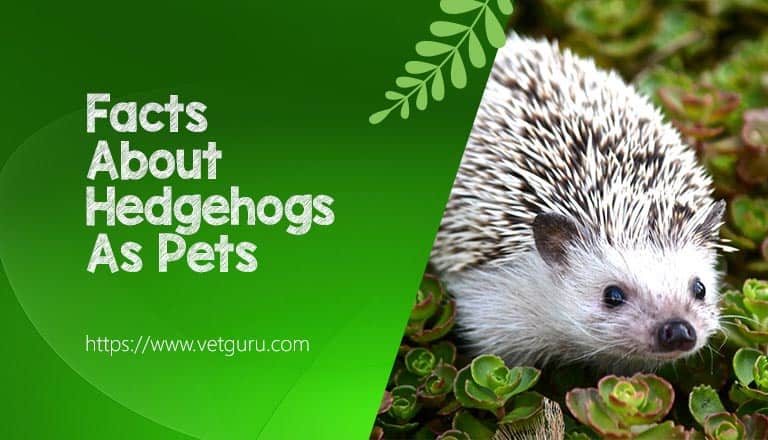 Facts About Hedgehogs As Pets