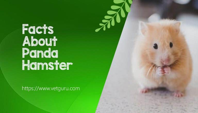 Facts About Panda Hamster