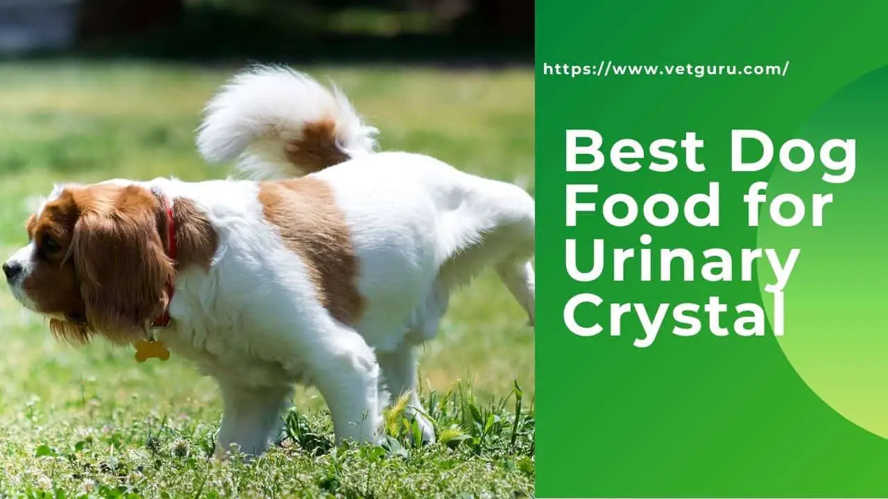 Best Dog Food for Urinary Crystals