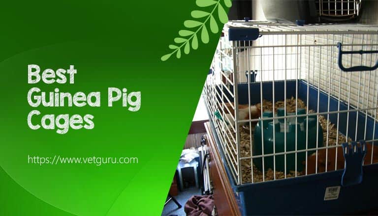 Guinea Pig Cages