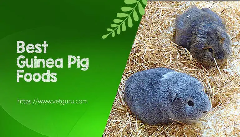 Guinea Pig Foods