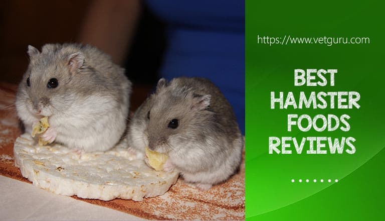 Best Hamster Foods