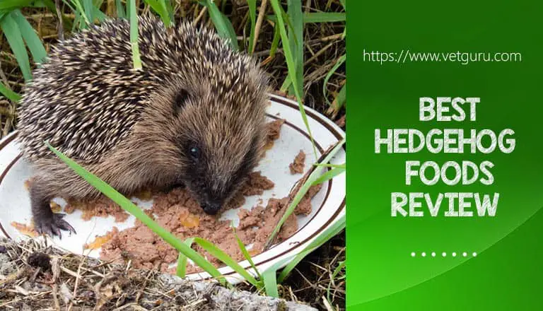 Hedgehog Foods