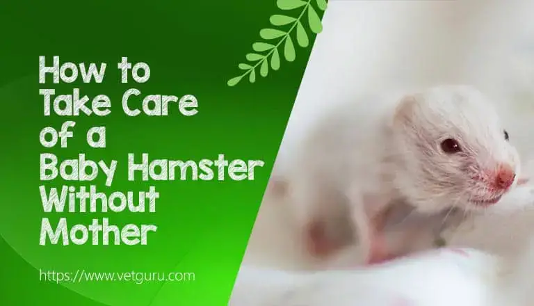 Comment prendre soin d'un bébé hamster sans mère