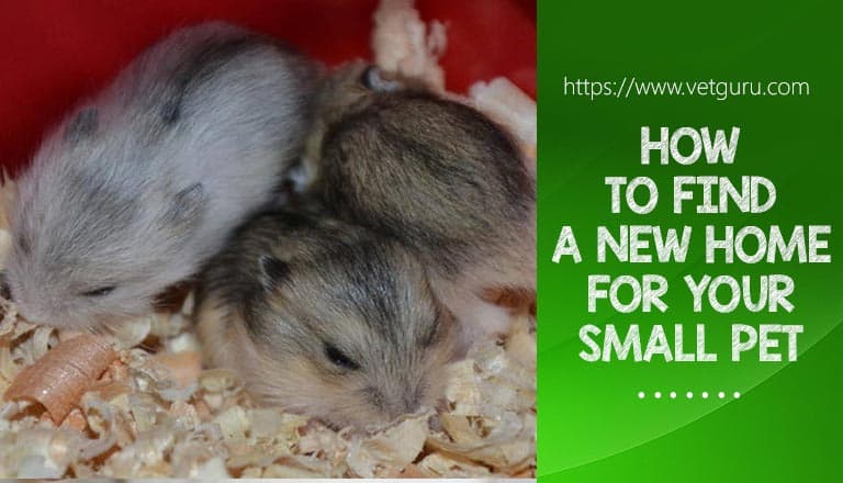 How to find a New Home for your Small Pet