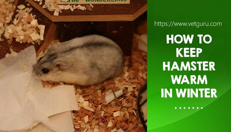 Keep Hamster Warm in Winter
