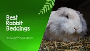 The 6 Best Rabbit Beddings of 2021