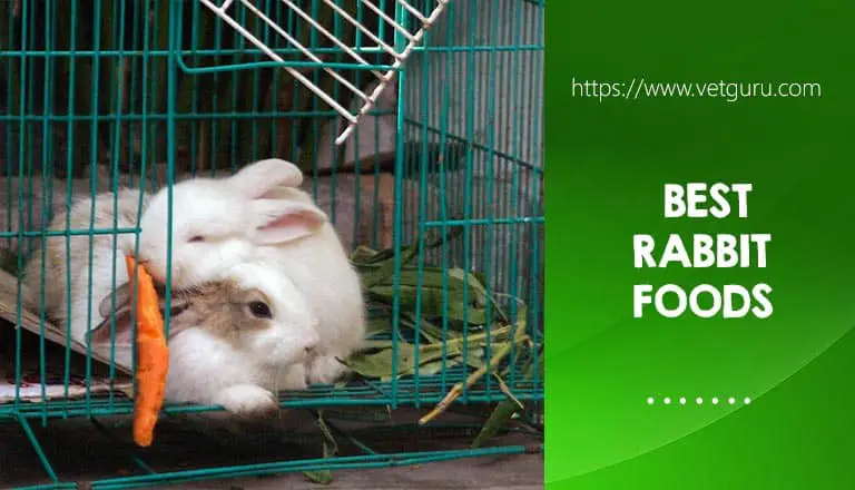 Rabbit Foods