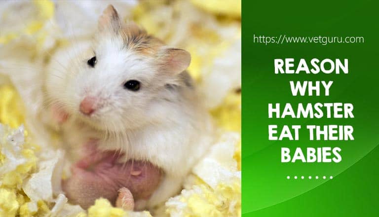 Reason Why Hamster Eat Their Babies