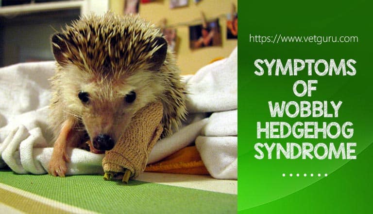 Symptoms of Wobbly Hedgehog Syndrome